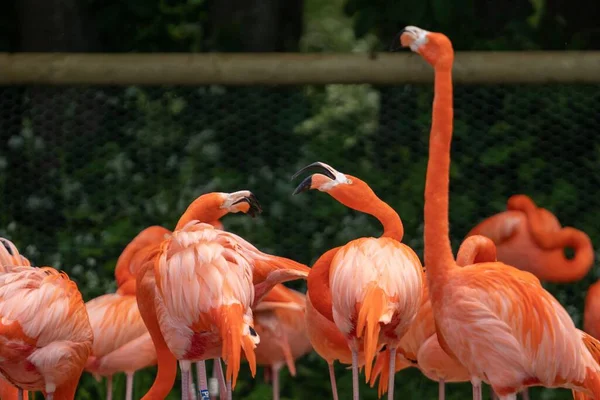 Röda Flamingos Står Marken Mot Mesh Staket Bakgrund — Stockfoto