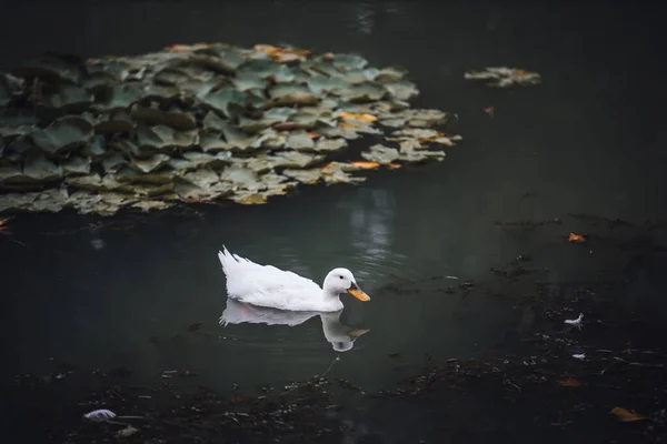 Nahaufnahme Einer Weißen Ente Die Tagsüber Wasser Treibt — Stockfoto