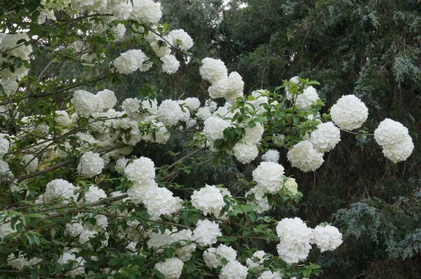 Крупный План Китайского Кустарника Снежка Viburnum Macrocephalum — стоковое фото