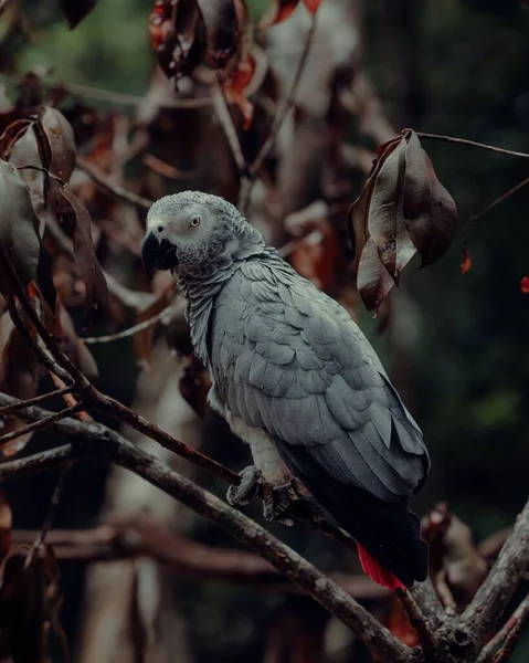 Крупный План Попугая Жако Дикой Природе Мексика — стоковое фото