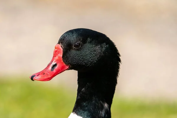 Detailní Záběr Černé Kachní Hlavy Červeným Zobákem Rozmazaném Pozadí — Stock fotografie