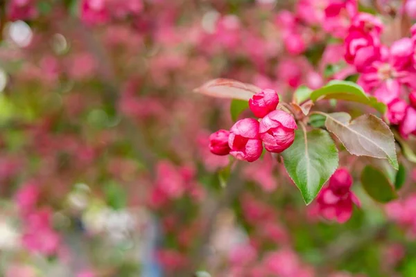 Eine Nahaufnahme Von Leuchtend Rosa Blüten Und Blättern Auf Einem — Stockfoto