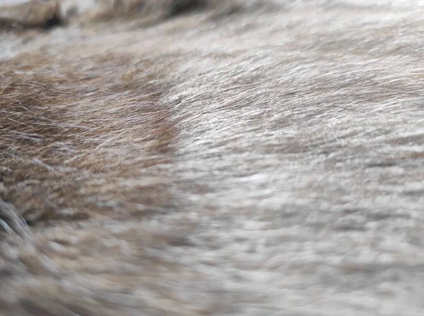 Μια Όμορφη Σκανδιναβική Γούνα Ζώου Για Παλτό Χιόνι — Φωτογραφία Αρχείου