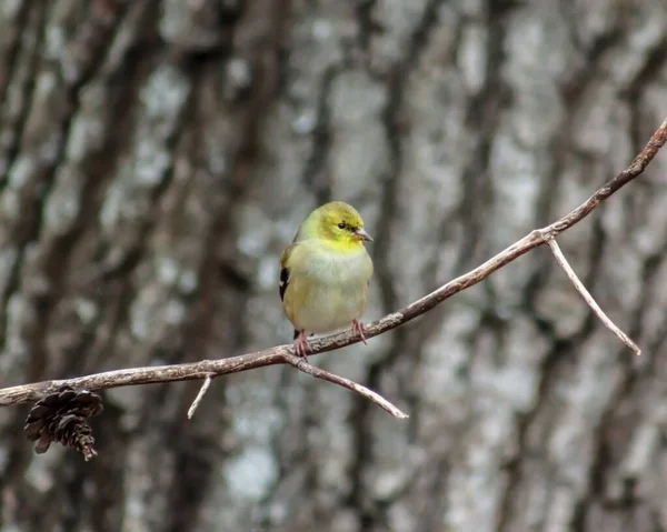 Tiro Seletivo Foco Pássaro Warbler Amarelo Folha Empoleirado Ramo — Fotografia de Stock