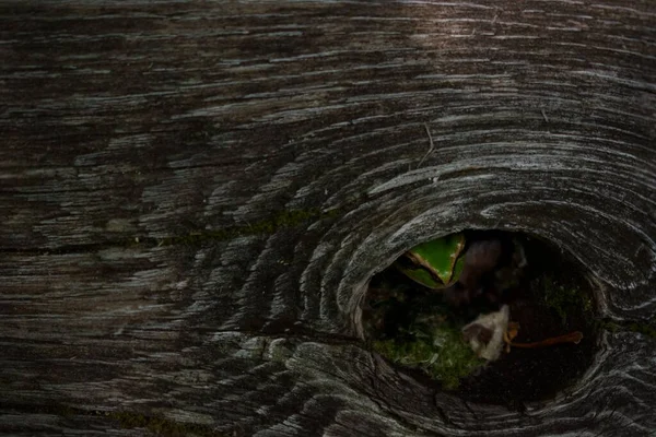 Ein Kleiner Grüner Nebel Versteckt Sich Bei Tageslicht Einem Baumstammloch — Stockfoto