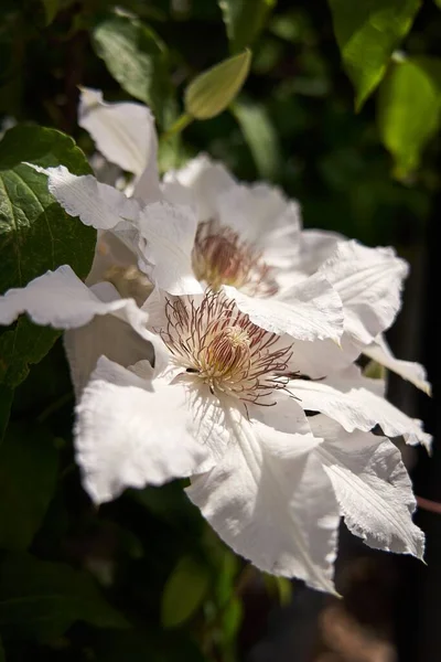 Plano Vertical Flores Blancas — Foto de Stock