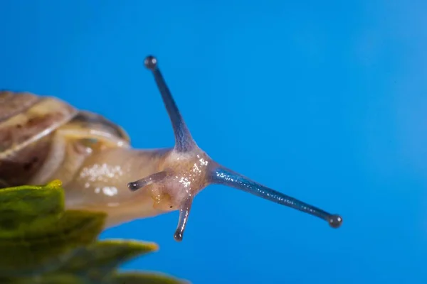 Close Caracol Viscoso Bonito Uma Textura Folha Com Fundo Azul — Fotografia de Stock