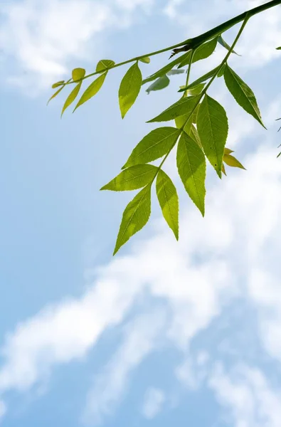 Svislý Nízký Úhel Záběru Větví Stromů Zelenými Listy Proti Modré — Stock fotografie
