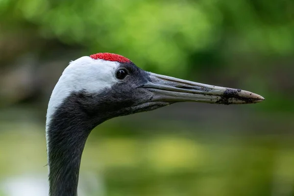 Une Prise Vue Sélective Visage Oiseau Grue Couronné Rouge — Photo