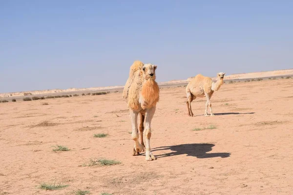 Верблюды Заповеднике Вади Дахэк Расположенном Северо Востоке Бадии — стоковое фото