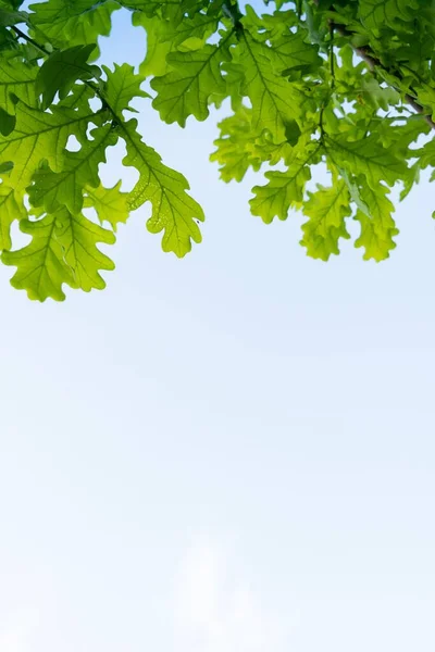 Een Verticaal Laag Hoek Shot Van Boom Takken Met Groene — Stockfoto