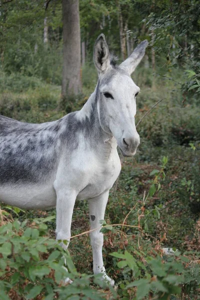 Pionowe Ujęcie Słodkiego Osła Lesie — Zdjęcie stockowe