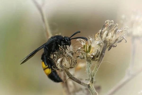 Detailed Closeup Male Black Yellow Scoliid Wasp Scolia Hirta Resting — Stock Photo, Image