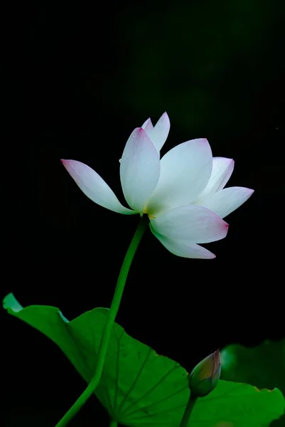 Lotus Bloeien Guyi Garden — Stockfoto