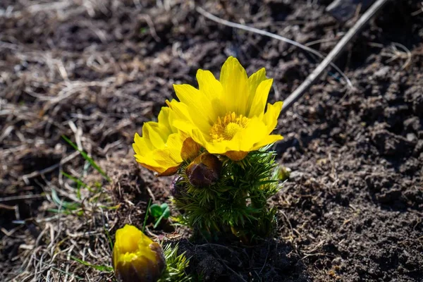 Uzak Doğu Amur Adonisinin Parlak Sarı Çiçekleri Adonis Ramosa Lkbaharın — Stok fotoğraf