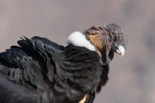 Retrato Condor Andino Com Fundo Embaçado — Fotografia de Stock