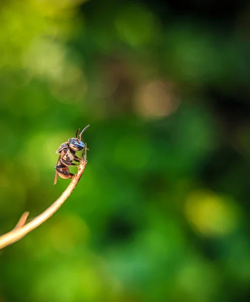 Μια Μέλισσα Εξόρυξης Perdita Halictoides Ένα Κλαδί — Φωτογραφία Αρχείου