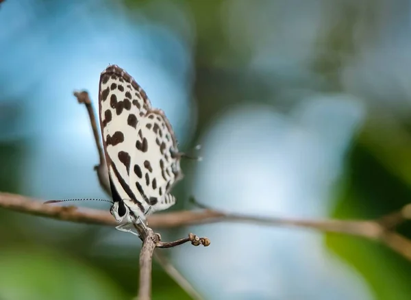 Uma Borboleta Comum Pierrot Castalius Rosimon Galho Árvore — Fotografia de Stock