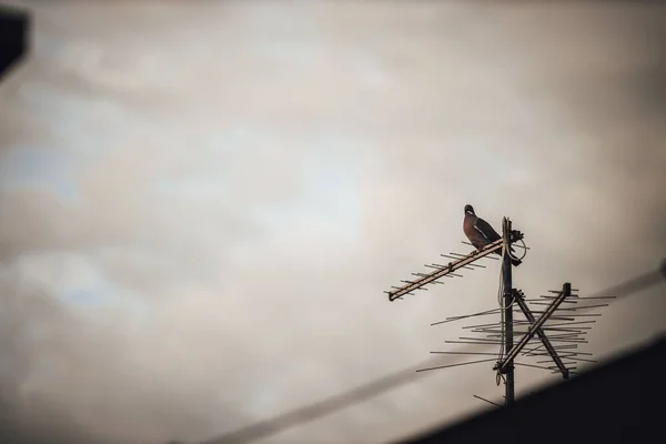 Pombo Madeira Comum Adorável Empoleirado Antena Telhado Contra Fundo Turvo — Fotografia de Stock