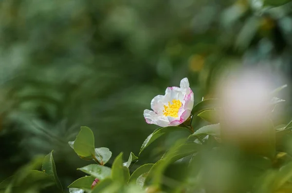 晴れた日に庭に緑の葉を持つ野生のバラの花のクローズアップショット — ストック写真