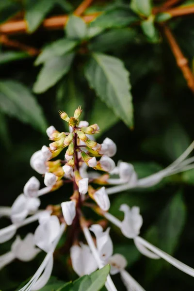 Bahçede Beyaz Bir Çiçek Bokeh Arka Planda — Stok fotoğraf