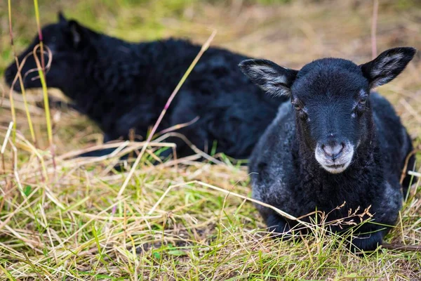 一只可爱的黑色羊羔的特写镜头躺在农场的干草上 — 图库照片