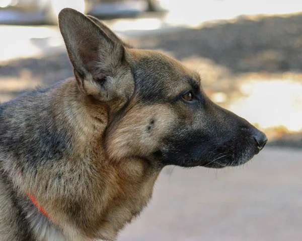 Ein Nahaufnahme Porträt Eines Schäferhundes Der Zur Seite Schaut — Stockfoto