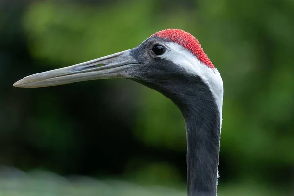 Eine Selektive Fokusaufnahme Eines Rotgekrönten Kranichvogelgesichts — Stockfoto