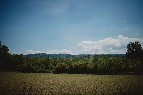 木々と清らかな空の牧草地のショット — ストック写真