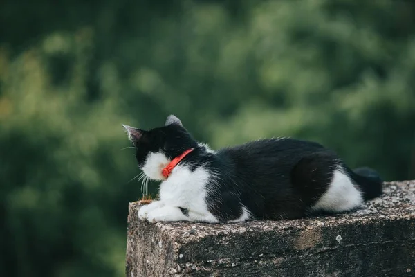 一只黑白相间的猫坐在石头上 脸朝着绿树 这是一张特写镜头 — 图库照片