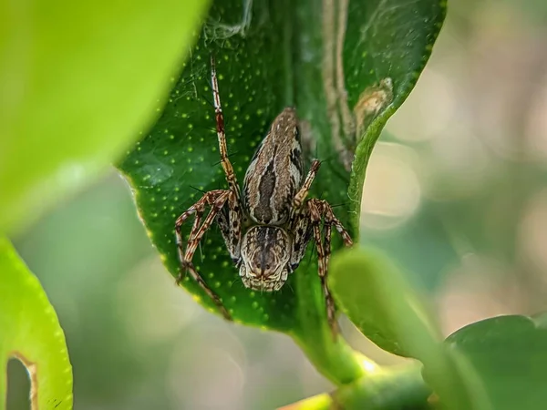 Pavouk Oxyopy Zeleném Listu — Stock fotografie