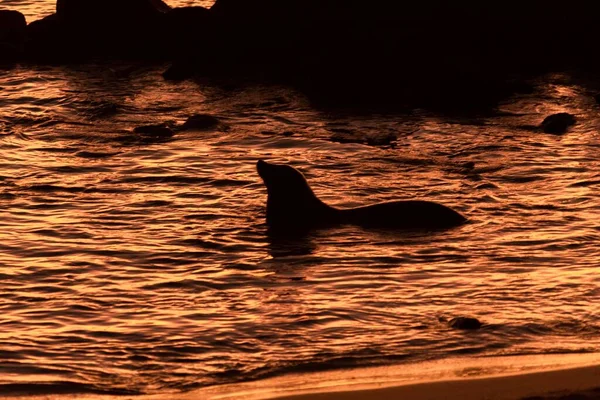 Una Silueta León Marino Atardecer Sobre Océano Pacífico Las Islas — Foto de Stock