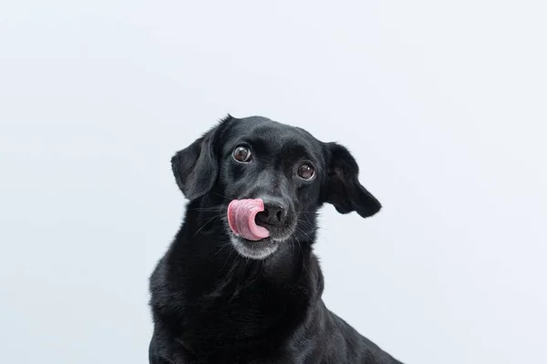 Крупный План Очаровательной Черной Собаки Белом Фоне — стоковое фото