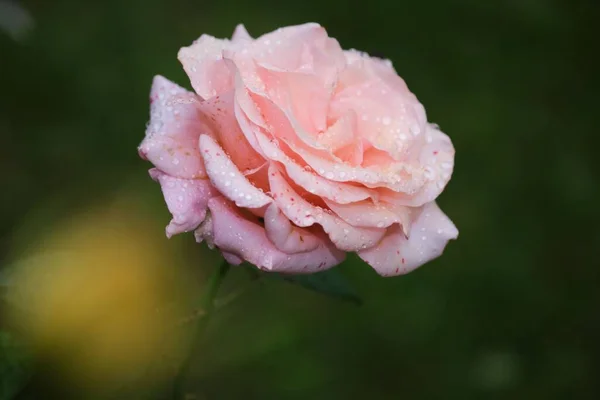 Een Rose Roos Tuin — Stockfoto