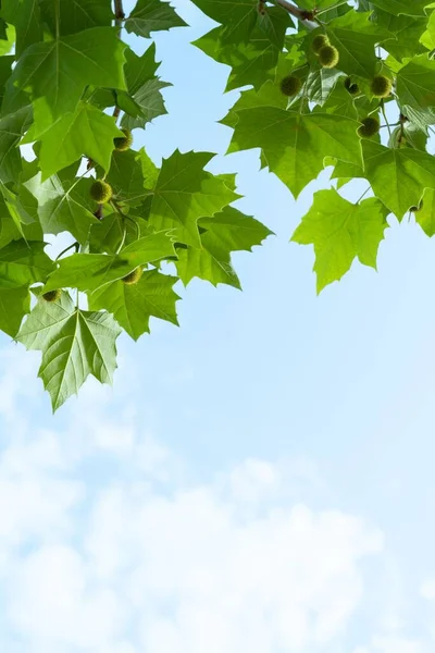 Een Verticaal Laag Hoek Shot Van Boom Takken Met Groene — Stockfoto