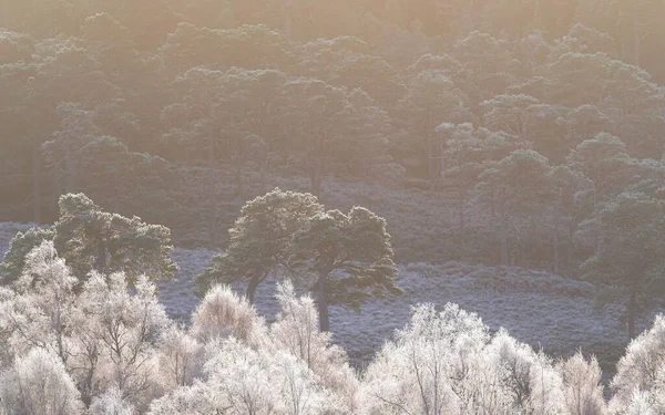 Thick Layers Rime Frost Coating Scots Pine Trees Caledonian Forest — Stock Photo, Image