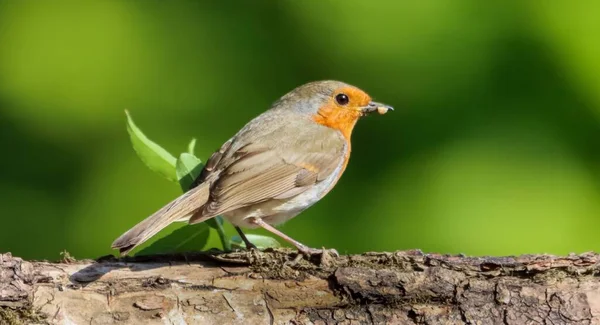 Closeup European Robin Perched Tree Branch Green Background — Stock Photo, Image