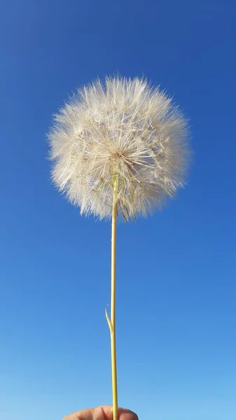 Вертикальный Снимок Пушистого Одуванчика Taraxacum Фоне Голубого Неба — стоковое фото