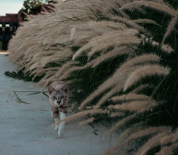 Hermoso Gato Caminando Entre Los Arbustos — Foto de Stock