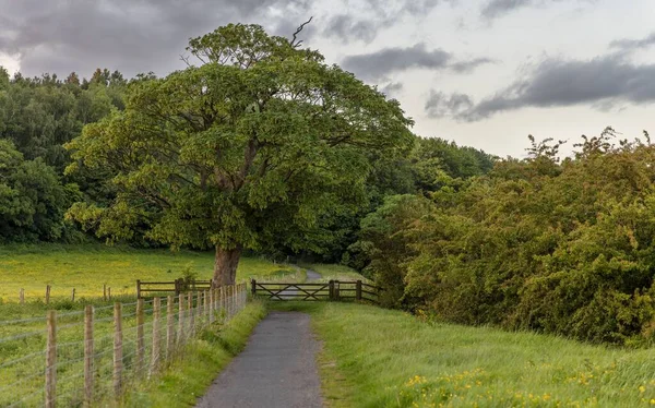 田舎のフェンスで囲まれた緑豊かなフィールドと木を通るアスファルトの道 — ストック写真