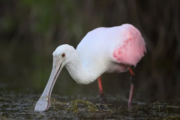 Primer Plano Una Espátula Rosada Pantano Con Bosque Fondo — Foto de Stock