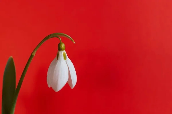 Beautiful Snowdrop Flower Red Background — Stock Photo, Image