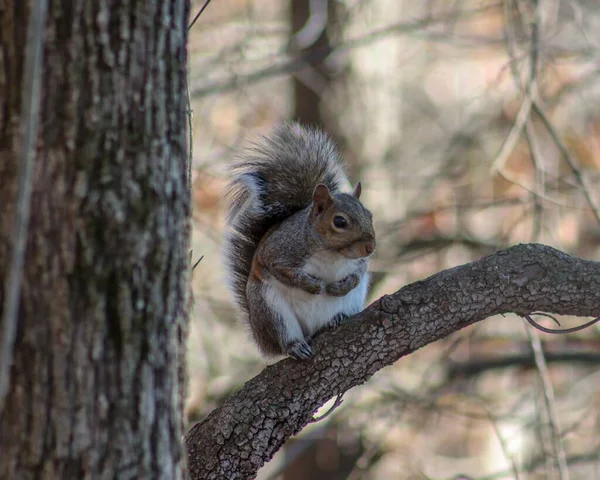 一只毛茸茸的松鼠在树枝上的特写镜头 — 图库照片