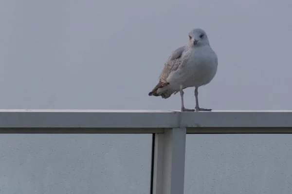 Closeup Shot Beautiful Dove Perched Metal Railing — Stock Photo, Image