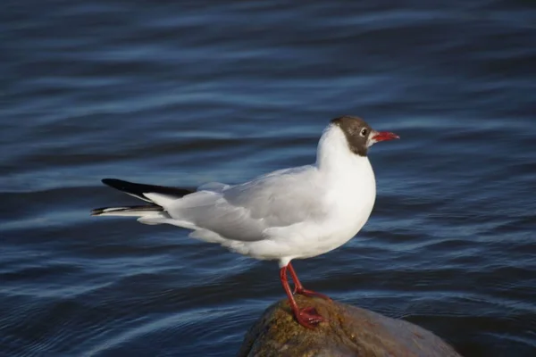 Coseup Black Headed Gull Bird Perched Wood Floating Water — Stock Photo, Image