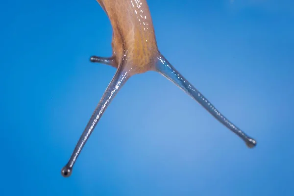 배경에 달팽이의 매크로 — 스톡 사진