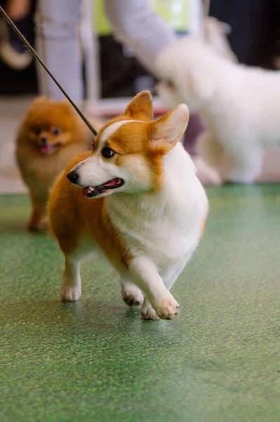 Perro Pembroke Welsh Corgi Paseando Con Correa Una Exposición Perros — Foto de Stock