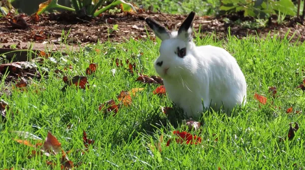 Conejito Blanco Esponjoso Con Marcas Negras Vagando Por Campo Rodeado — Foto de Stock