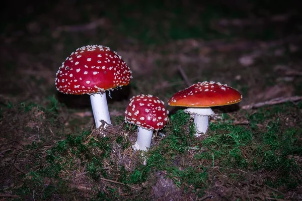 Detailní Záběr Muškařské Agariky Lese — Stock fotografie