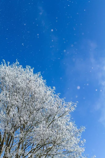 Pionowe Ujęcie Drzew Zimą Śniegiem Gałęziach Świetle Dnia — Zdjęcie stockowe